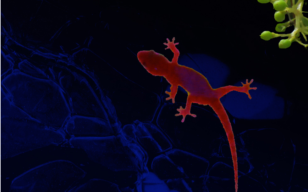 Bokomslag för en poesibok (även originalframställning, korrektur), roman (e-publicering) samt lärobok (även korrektur) i polska. 2013-14.